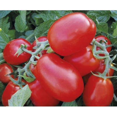Семена детерминантного томата 1510 F1 ранний, (500 нас.) Lark Seeds